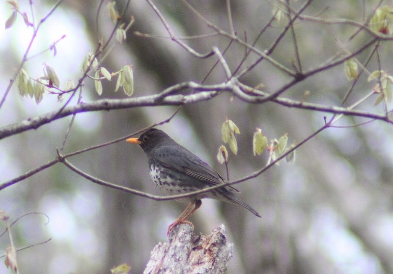 IMG_7381 (800x558).jpg