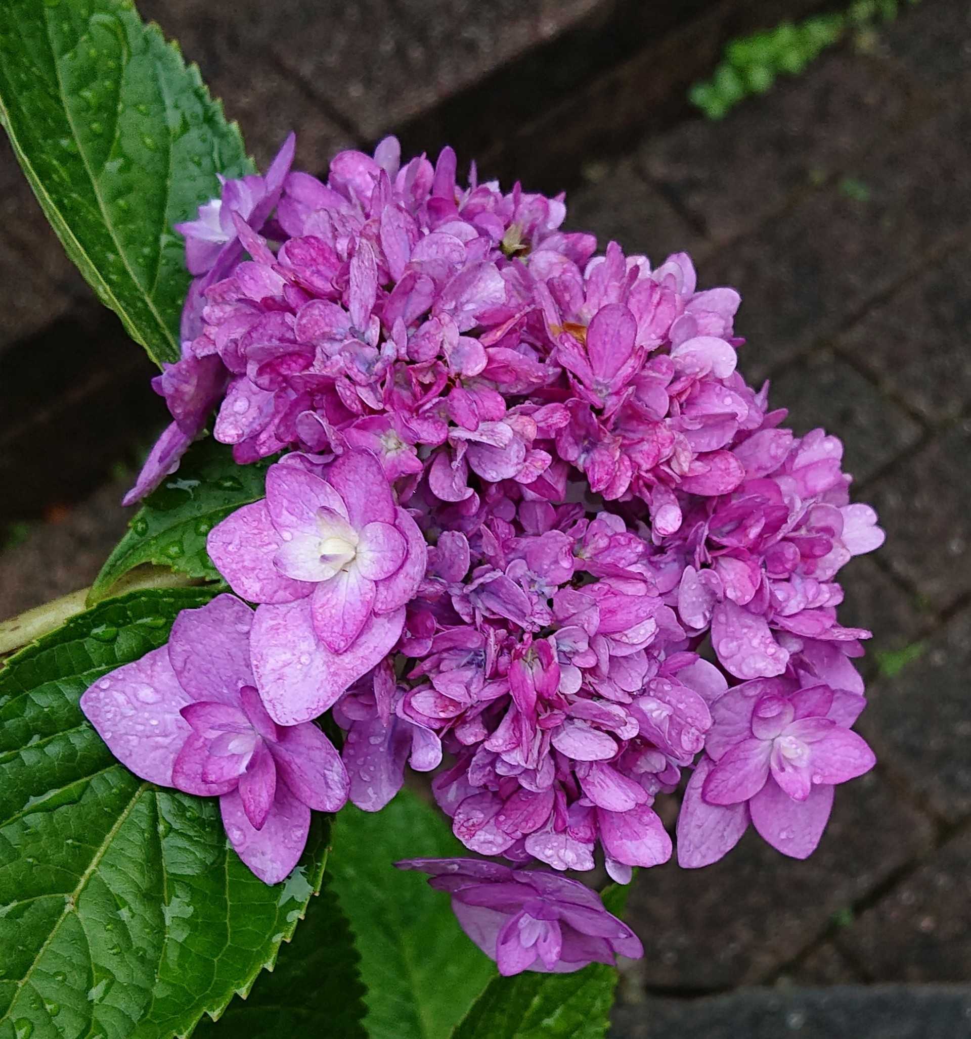 アジサイ 舞孔雀 咲きました 趣味は園芸だけれども 楽天ブログ