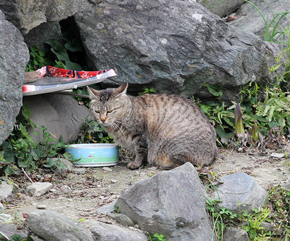我が家のニャンコ♪2014/04/16-2