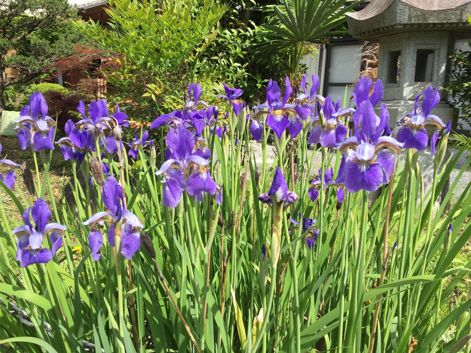 梁山泊の花たち♪ 秩父の小鹿野温泉旅館 梁山泊のブログ 楽天ブログ