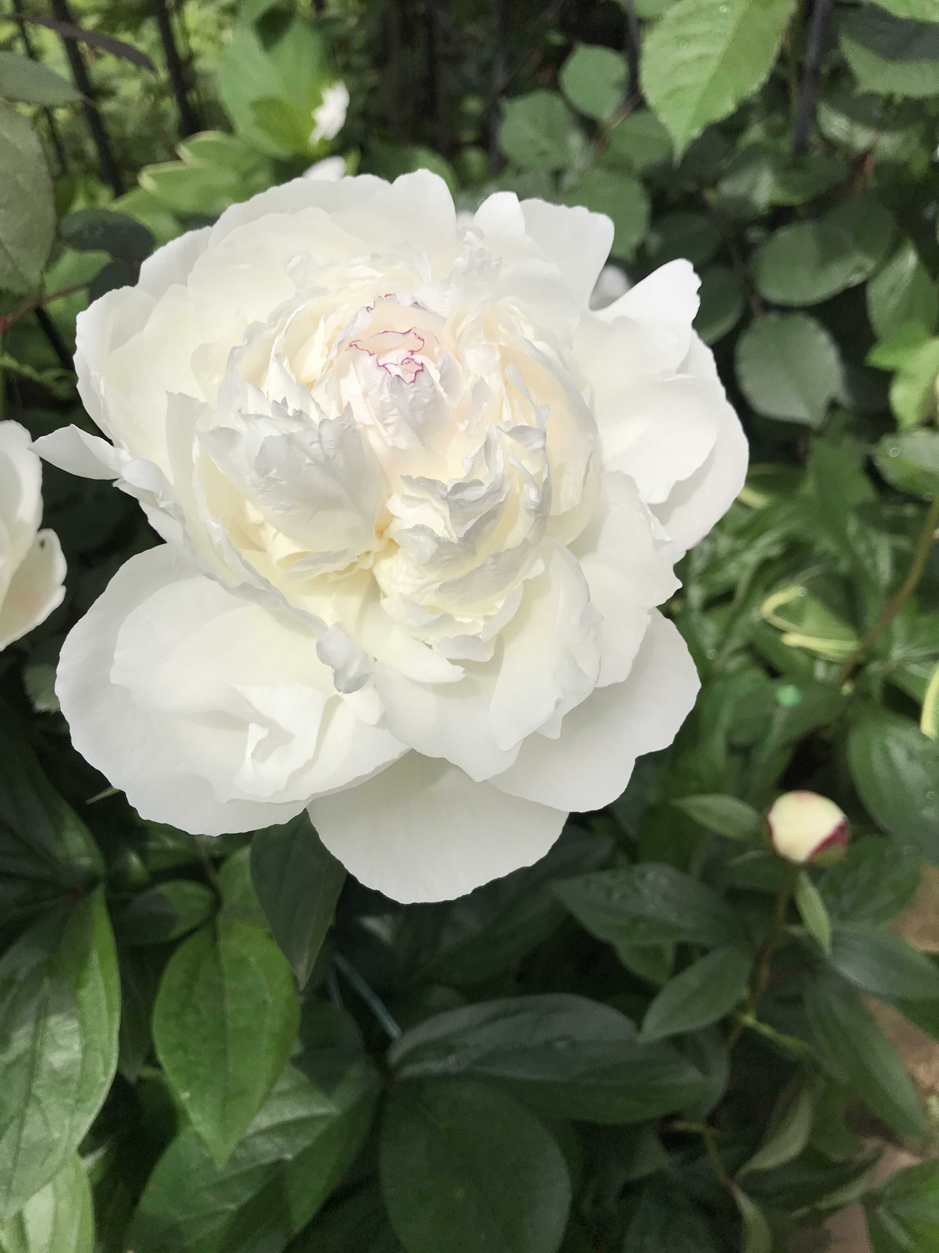 今が植えどき：シャクヤクの魅力は清楚と妖艶です | 花カホル - 楽天ブログ