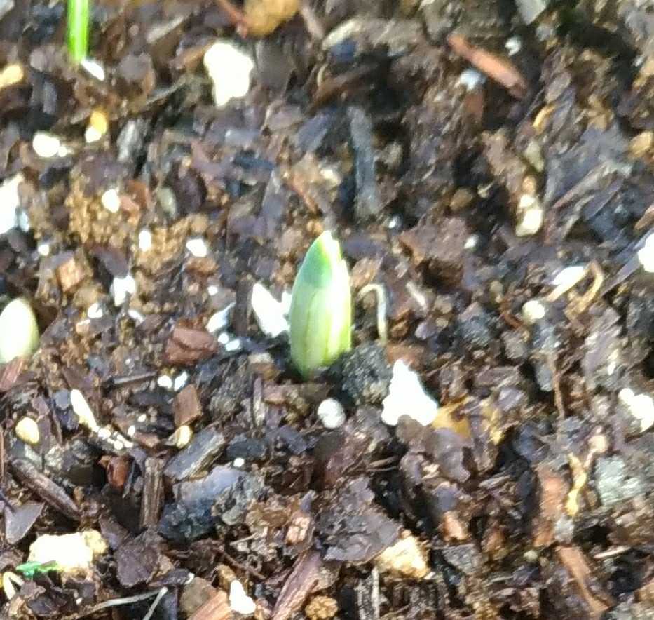 クロッカスの水栽培 25日目 小さな庭で がんばらないガーデニング ハンギングバスケットやクレマチス バラのある小さな庭 楽天ブログ