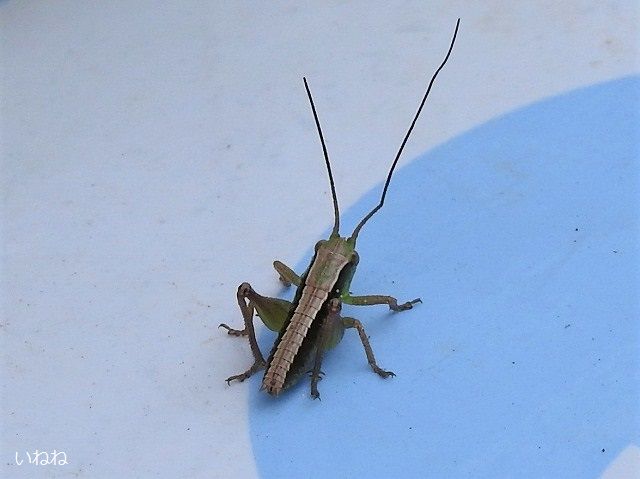 キリギリス 幼虫 畑の水桶の上にとまっていました いねねの趣味三昧 昆虫 野鳥 古寺巡り 読書 木工 語学など 楽天ブログ