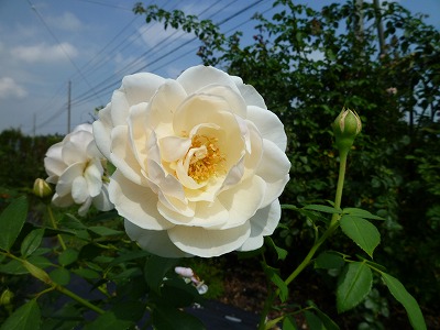 P1080004.jpg