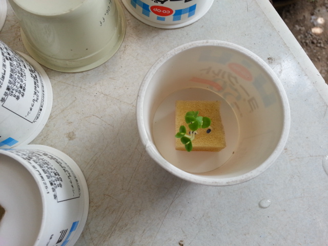 20150603 ｶｯﾌﾟ挿入.jpg