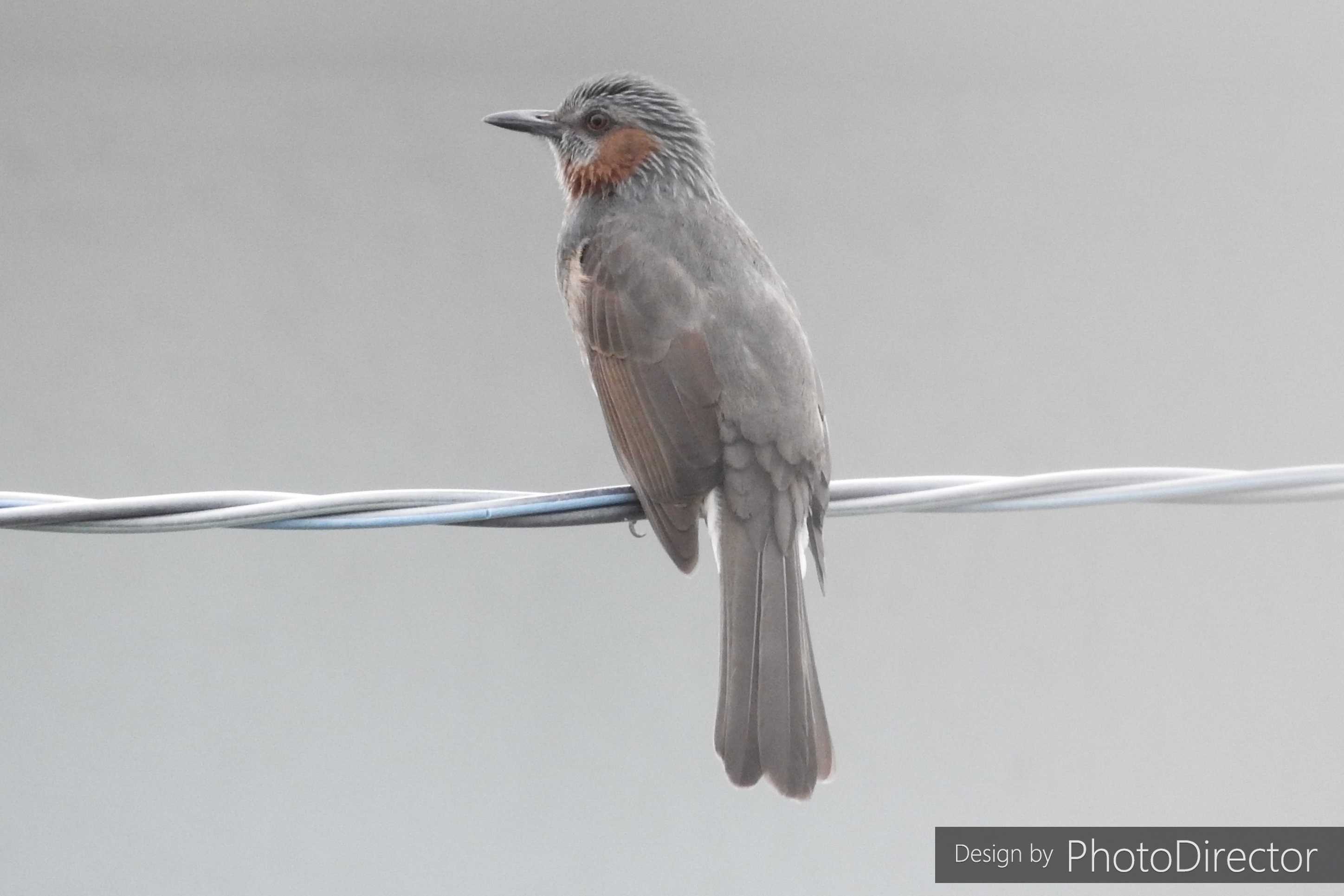 カテゴリ未分類 の記事一覧 ねこログ 楽天ブログ