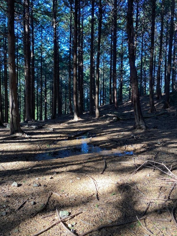 大野山（401m）山梨県身延町（2） | 醍醐山と下部（しもべ）温泉 - 楽天ブログ