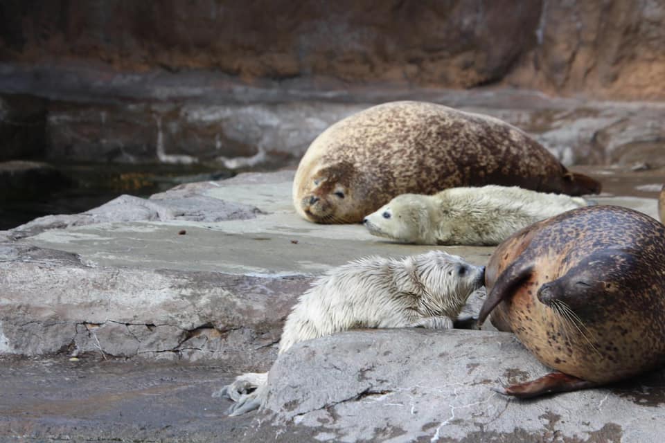 旭山動物園 アザラシの赤ちゃん W誕生 Inkyoのたわごと 楽天ブログ