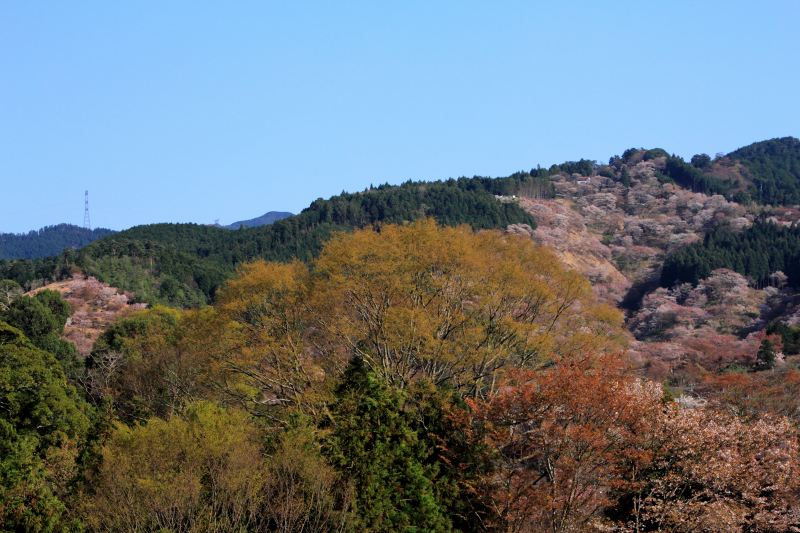 吉野山１千本桜_5.jpg