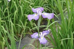 ショウブ園