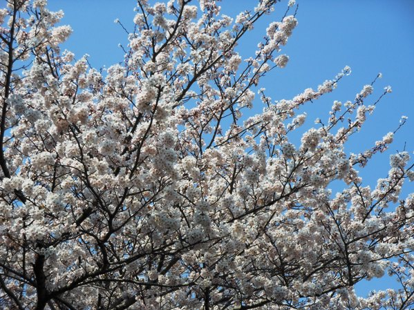 2012桜