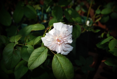 DSC_0013.JPG