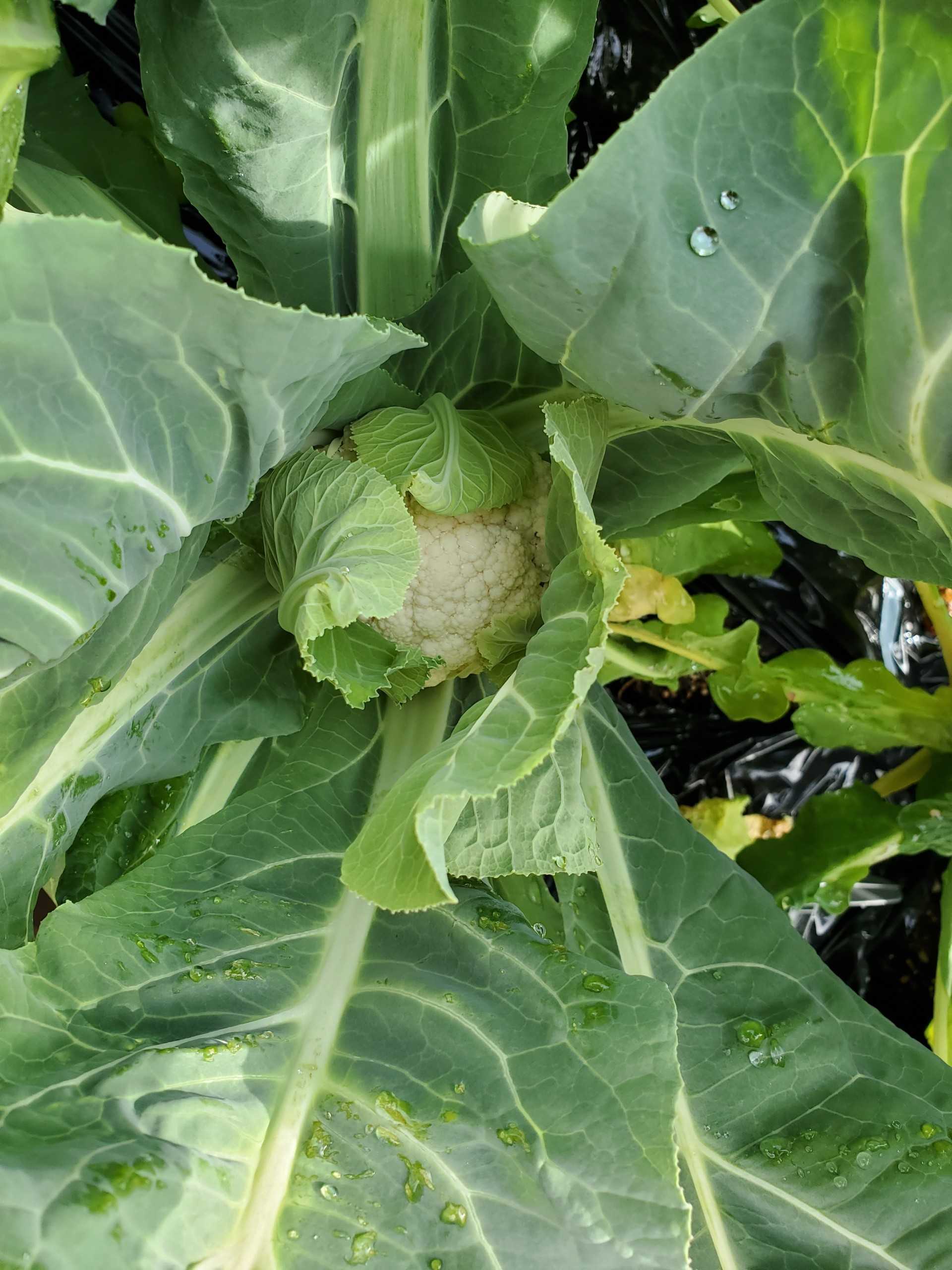 カリフラワーの急成長 ゆるふわgarden お野菜とお花たちと日々の出来事 楽天ブログ