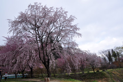 桜３