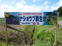 野花菖蒲案内看板ブログ用.jpg