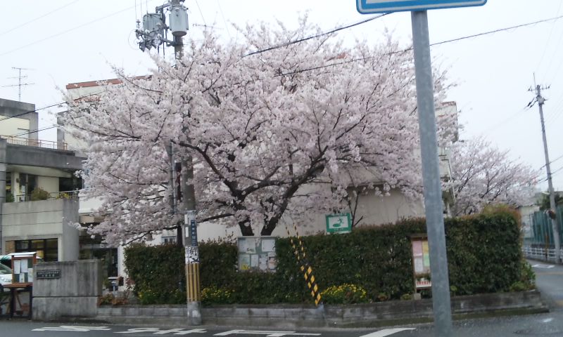 近所の桜満開３.jpg