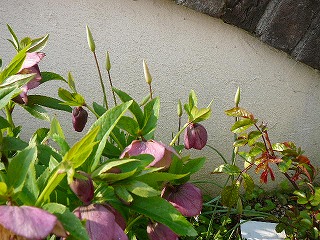 P1280106ss.jpg