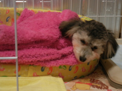 Liz 20120504.jpg