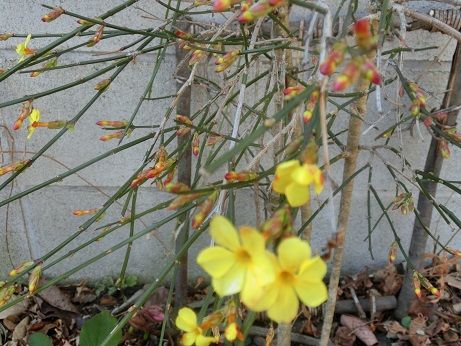 黄梅が咲き始めた トマト 有り難いね 静かな時が流れる 風の庭 楽天ブログ