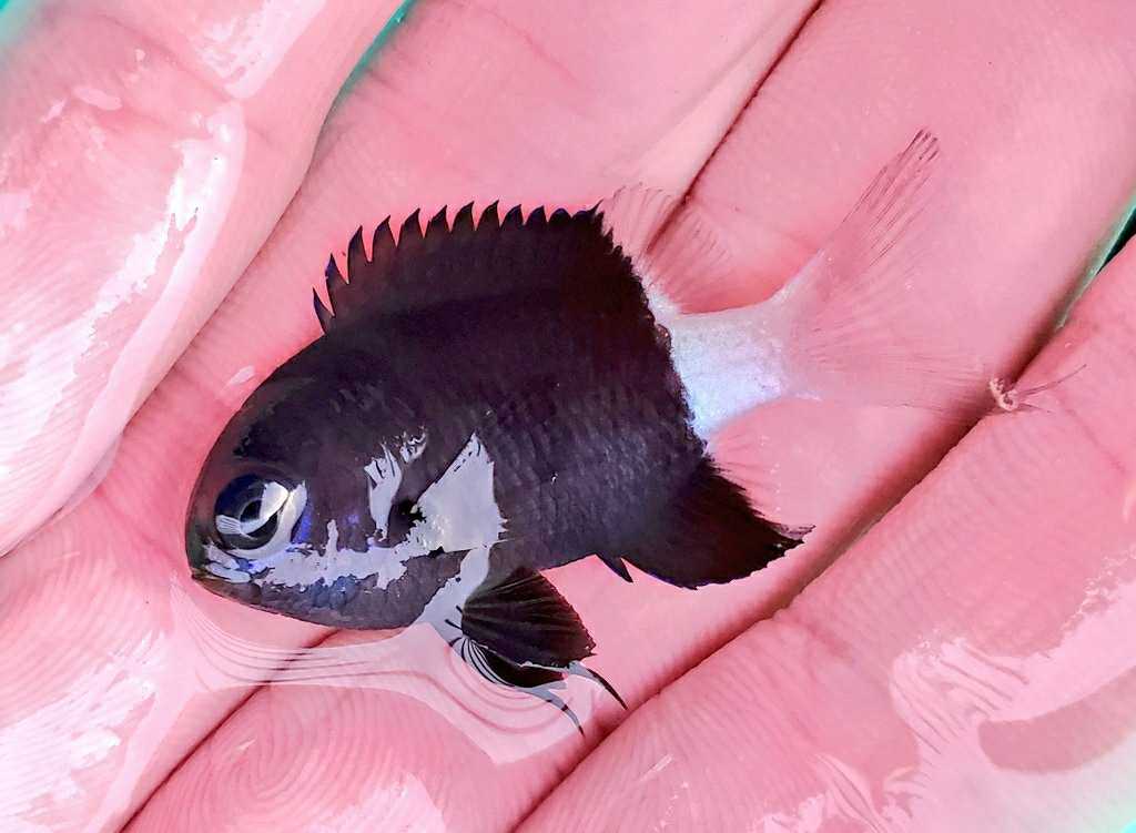 魚採り 魚と日常ブログ 楽天ブログ