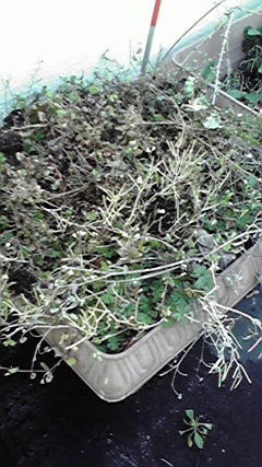 2013031510400000.jpg