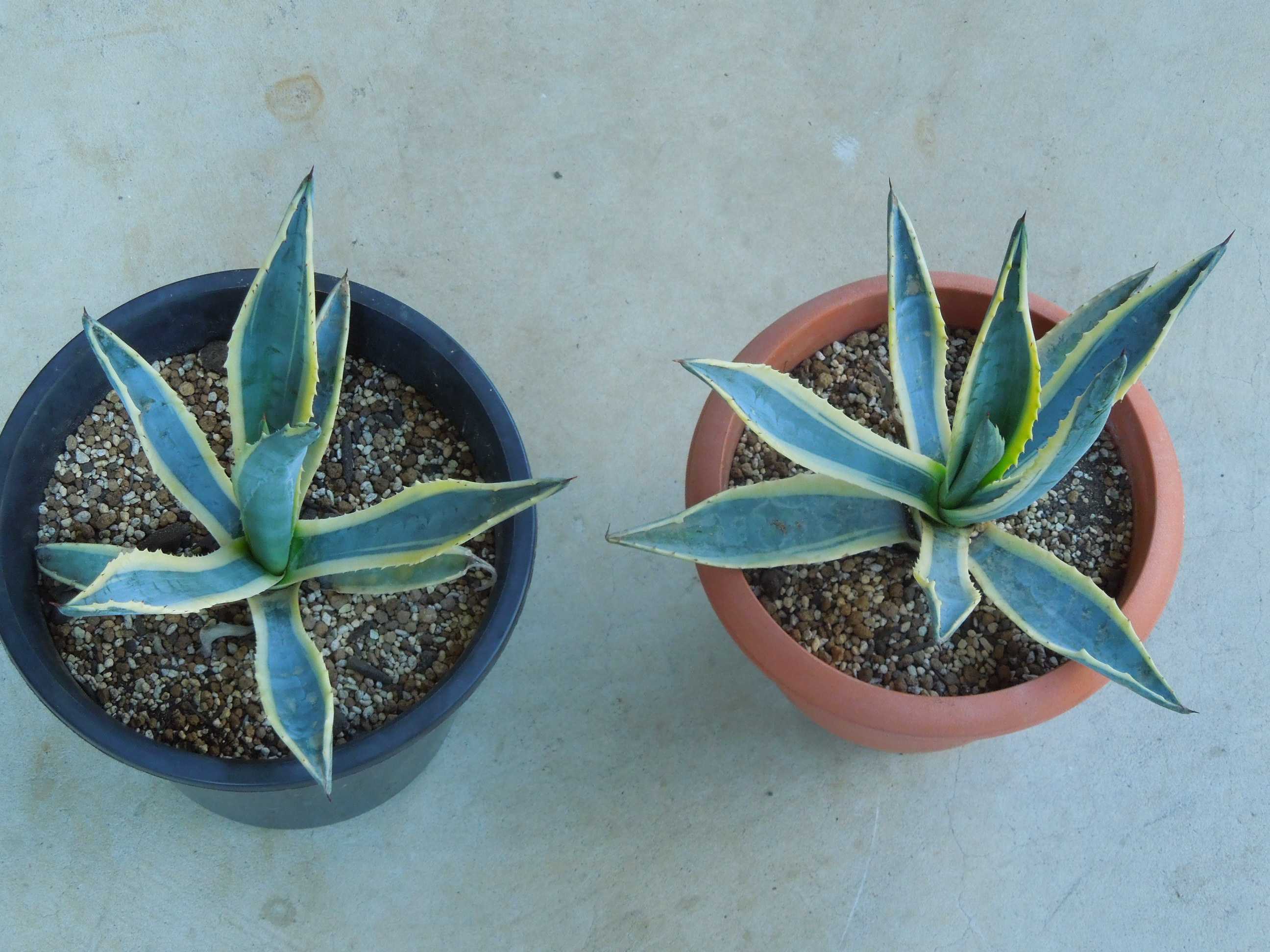 アガベ・アメリカーナ・マルギナータ(Agave americana var.marginate