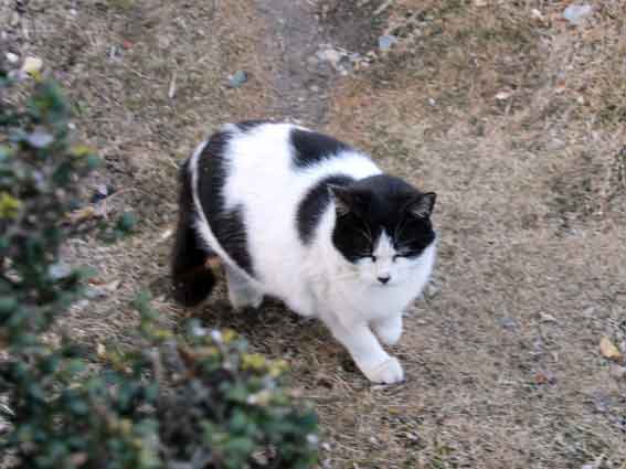 我が家のニャンコ♪2014/02/5-4