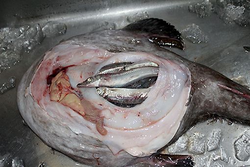 食材 うなぎ 御料理 吉野屋 楽天ブログ