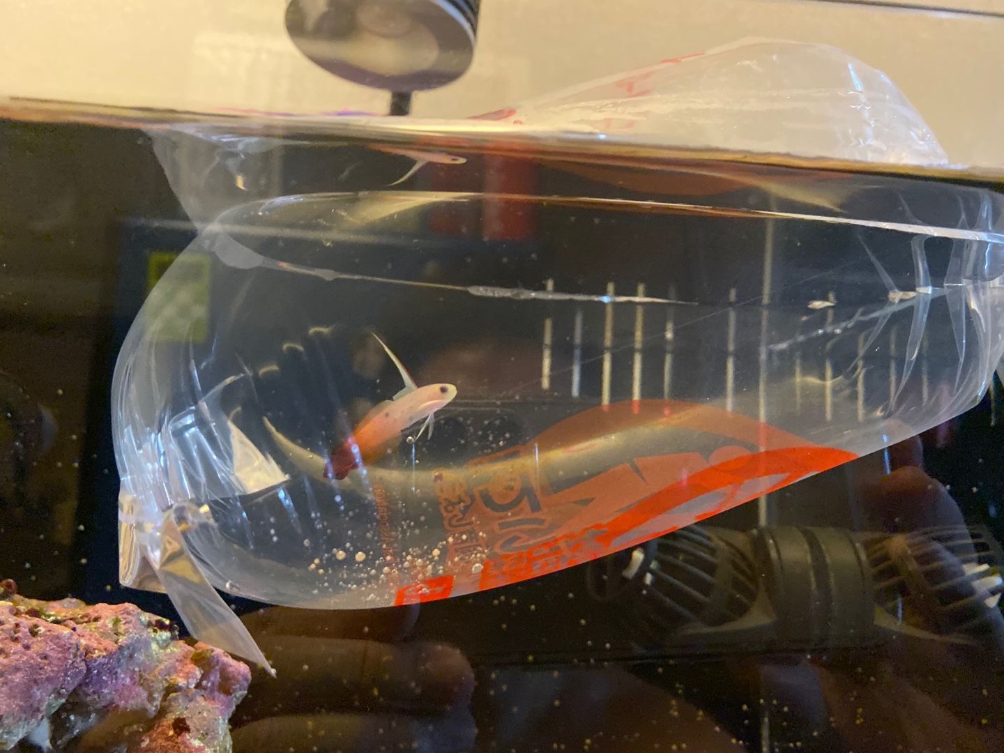 はじめての海水魚水槽18 ハタタテハゼ登場 ありえないありえる水槽を作りたい ヲカマの日記 楽天ブログ