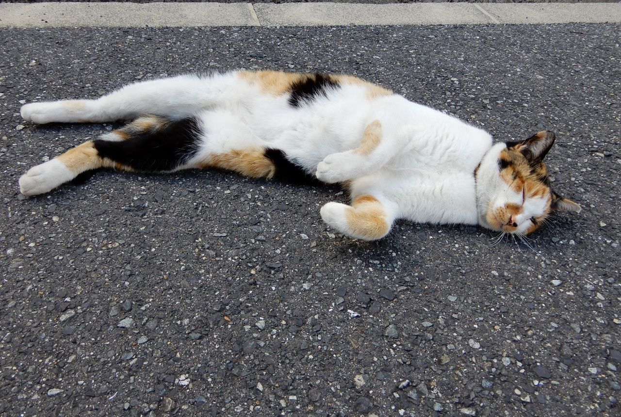 86ページ目の 猫 人さまのネコ 楽天ブログ