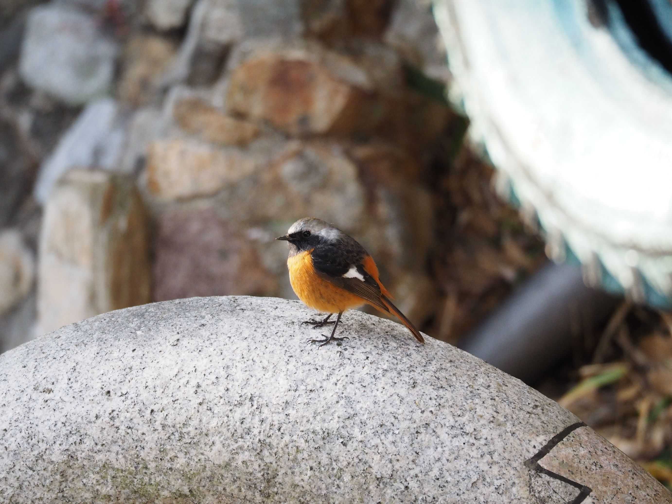 野鳥 時々 日記 楽天ブログ