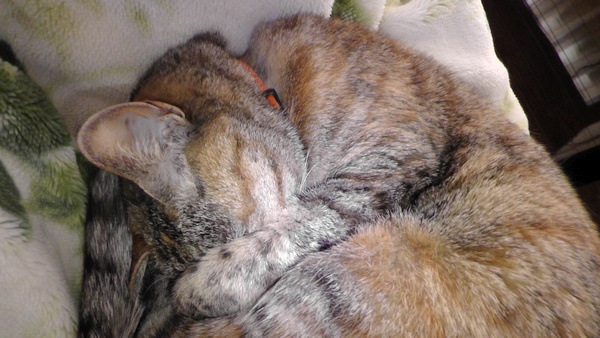 猫が前足で顔を隠して寝る理由
