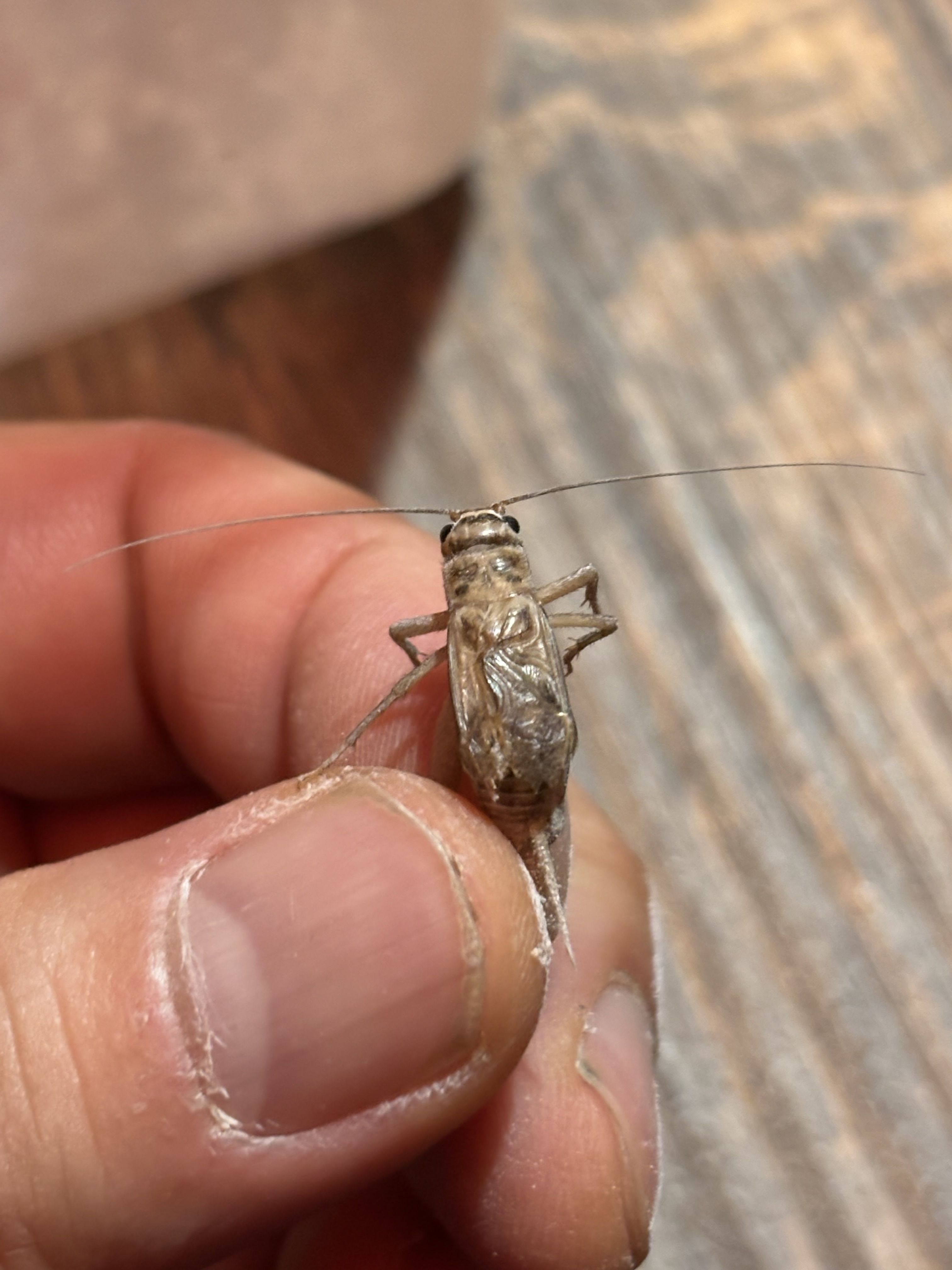 死ぬな！ジミニー(クリケット)！！」※コオロギの飼育管理の仕方について | 爬虫類っていうか、普通に可愛い生き物が好き - 楽天ブログ