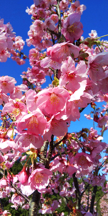 どピンクの桜の花の正体判明 小春日和の朝 楽天ブログ