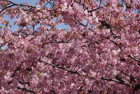 河津桜