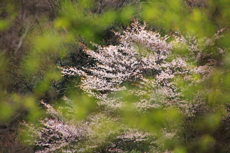 黒川桜の森_009.jpg