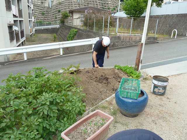 警固屋農園ジャガイモ大収穫！！　平成24年6月4日 1