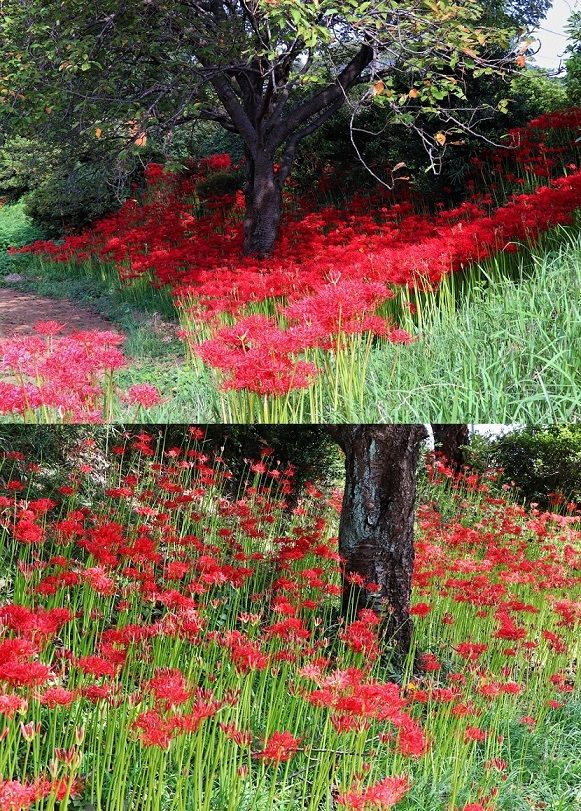 桜樹の下 彼岸花 清多夢くらぶ 楽天ブログ