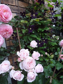 DSC01286.jpg