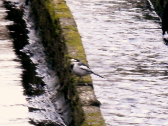 セキレイ　2.23　2015