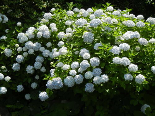 馬場花木園にて