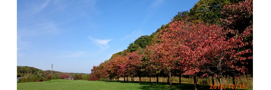 １０／１５桜の紅葉.jpg
