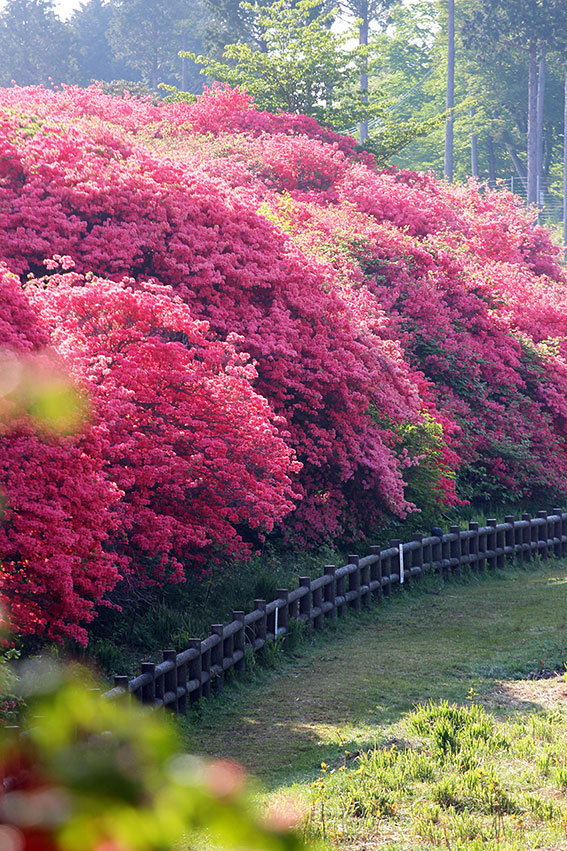船窪つつじ公園-05♪