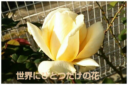 rblog-20161112174751-00.jpg