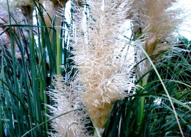 パンパスグラスの穂花 花と蕎麦とリハビリと 楽天ブログ