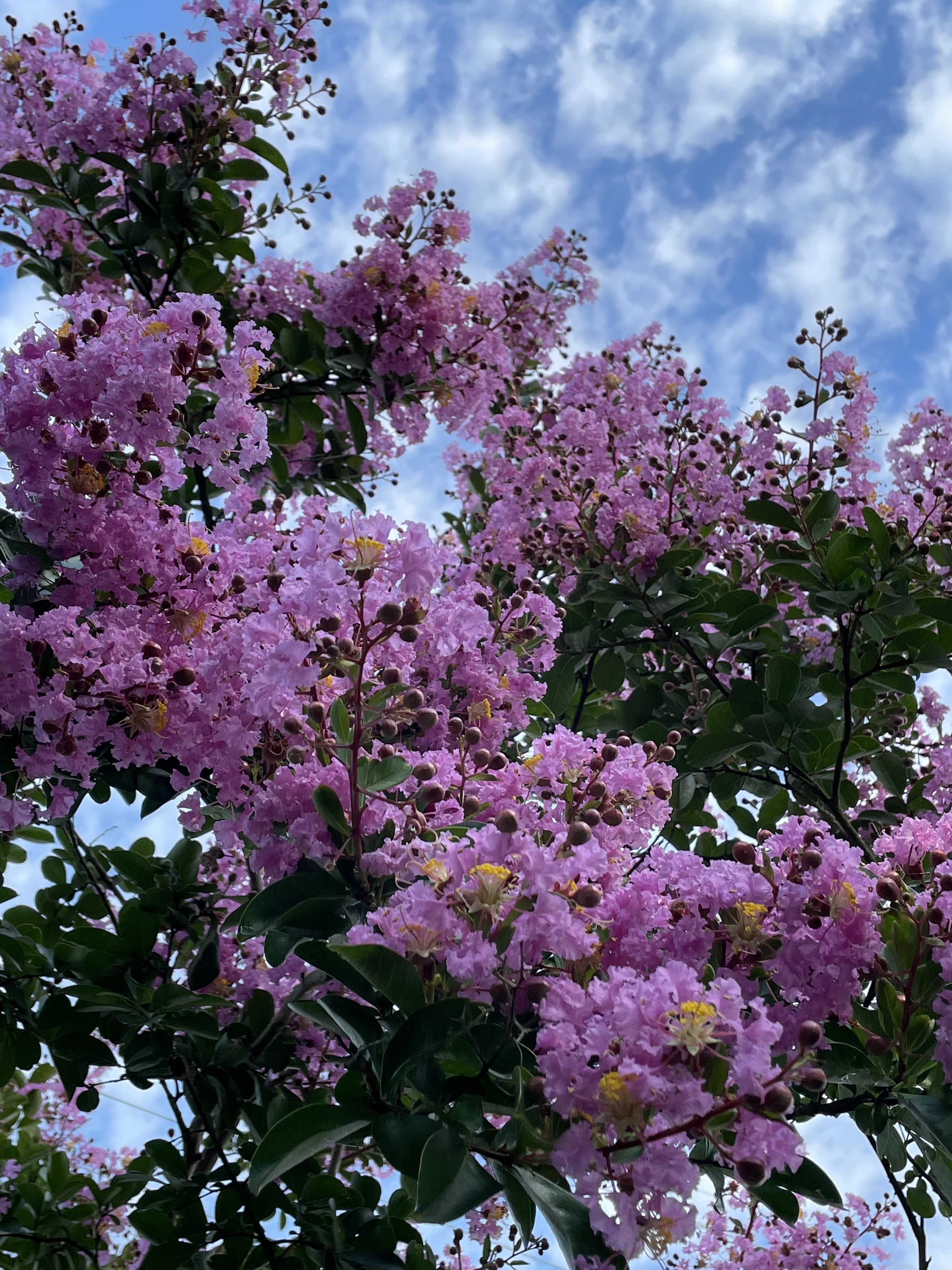 夏の花 サルスベリ ｍｙ ｈａｐｐｙ ｌｉｆｅ 楽天ブログ