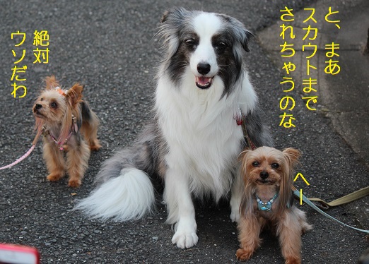 スカウト