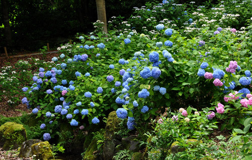 紫陽花３