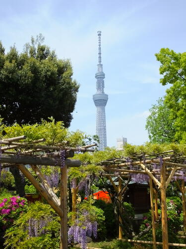 亀戸天神社の藤