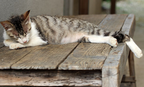 我が家のニャンコ♪2014/06/20-3